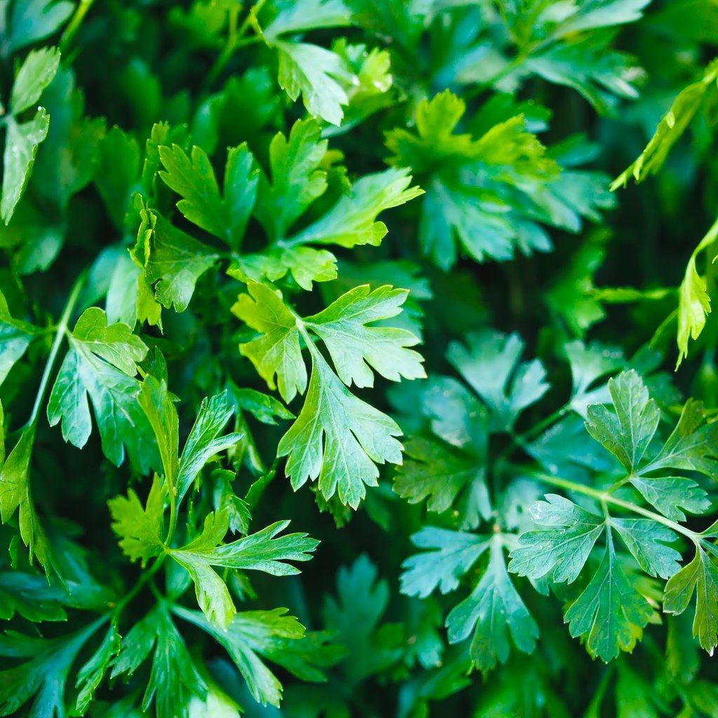 Parsley main image