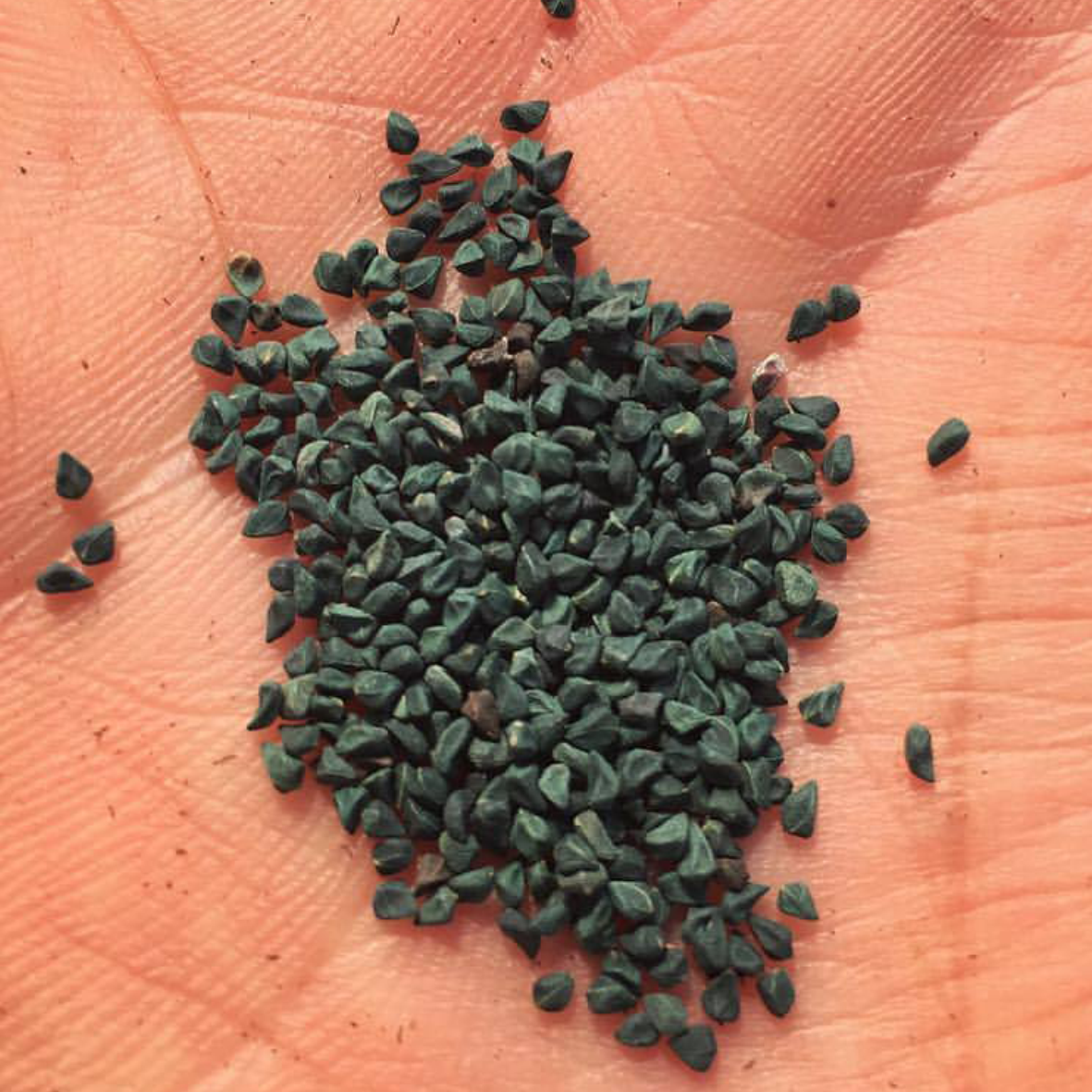 Dried Molokhia main image