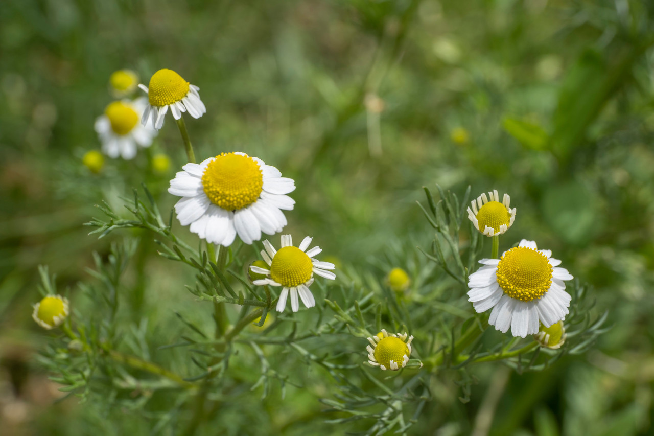 Chamomile main image